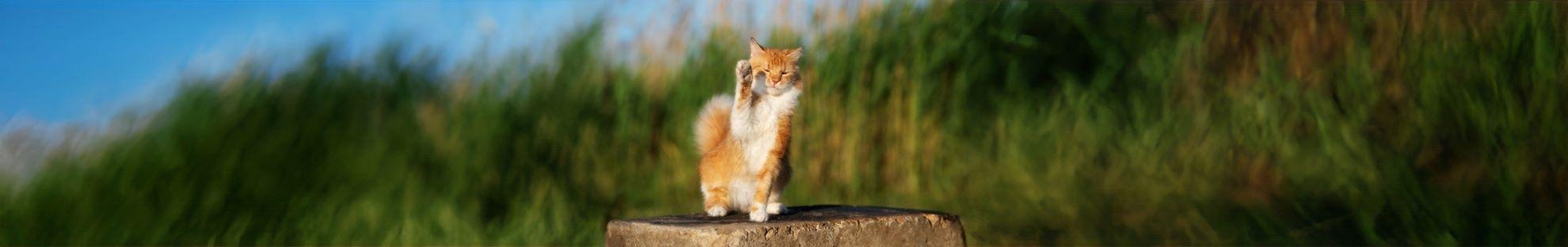 cat sitting on rock 