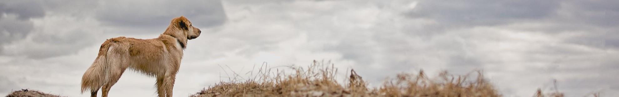 Dog looking at horizon