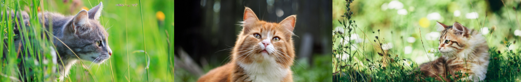 Collage of cat images