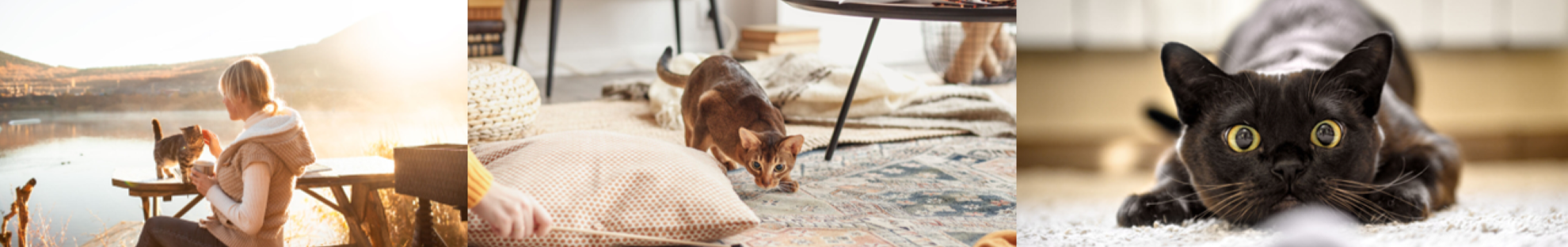 Collage of cat images