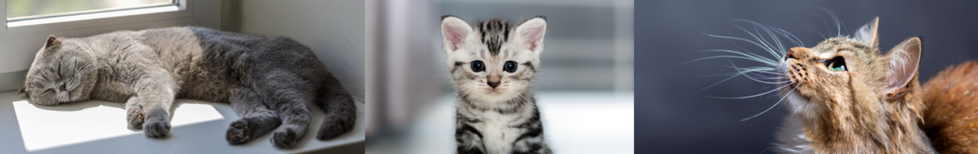 Collage of cat images