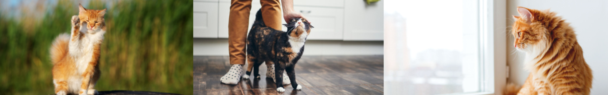 Collage of cat images