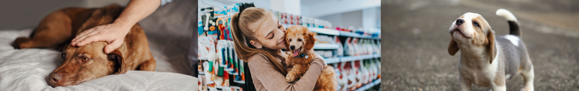 Collage of dog images