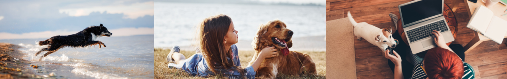 Collage of dog images