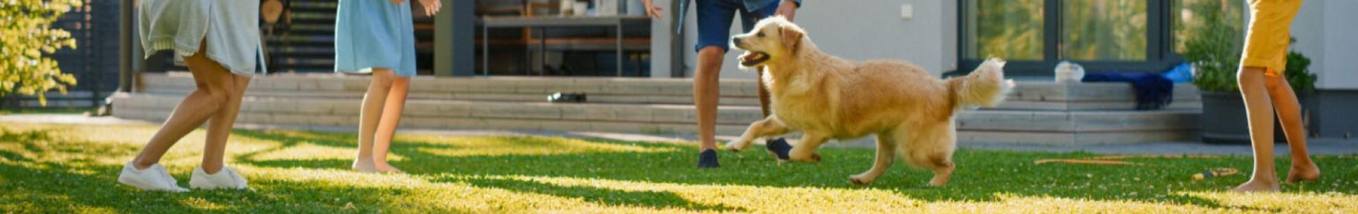 Collage of dog images