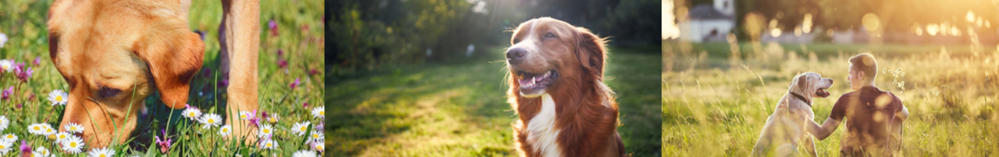 Collage of dog images