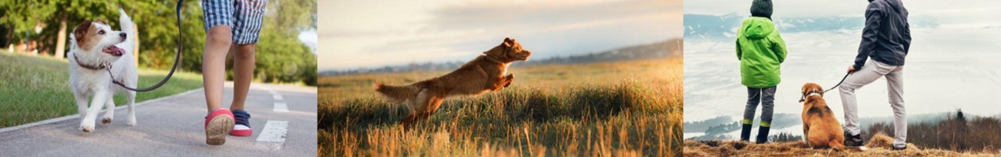 Collage of dog images