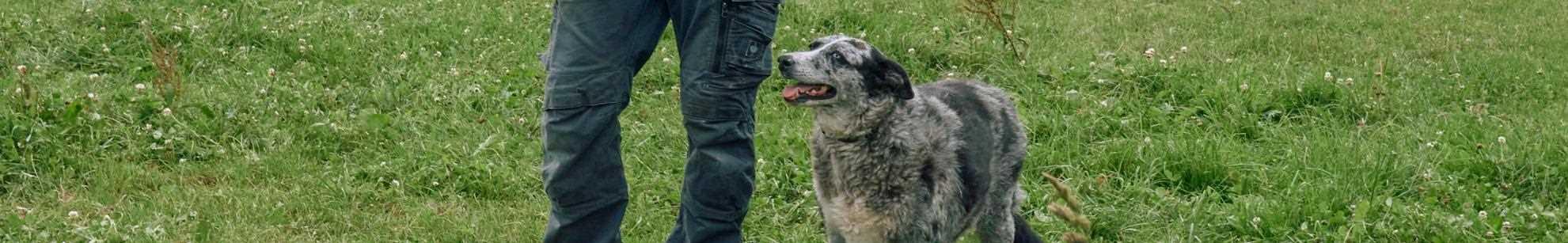 man and dog walking in garden 