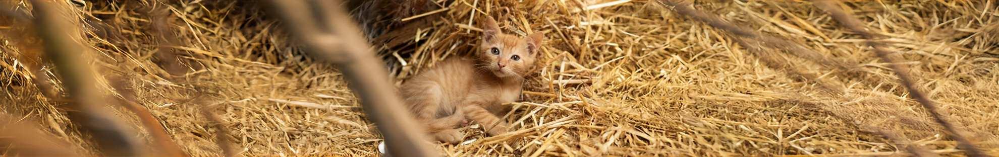 Cat laying down in hay