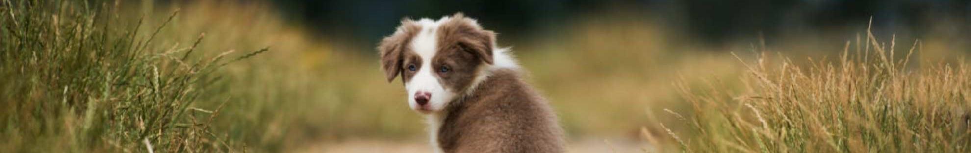Puppy sitting in a path