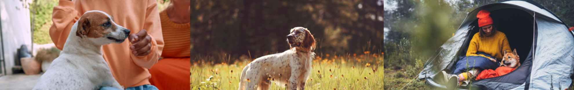Collage of dog images