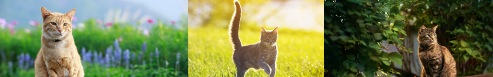 Collage of cat images