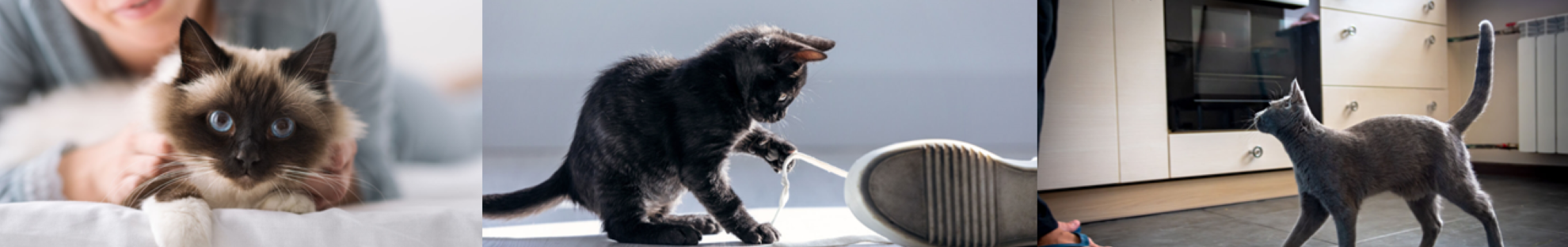 Collage of cat images