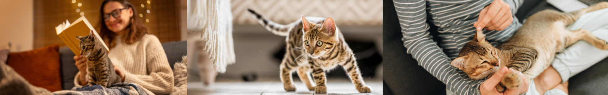 Collage of cat images