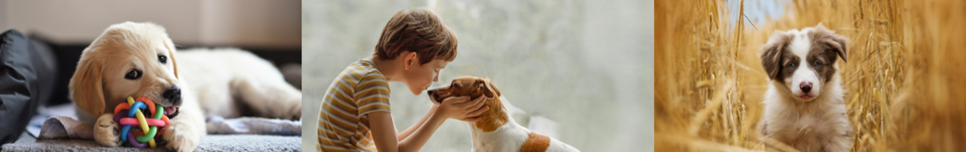 Collage of dog images