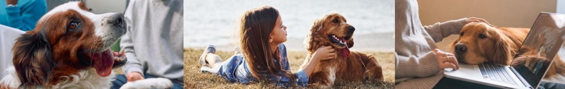 Collage of dog images