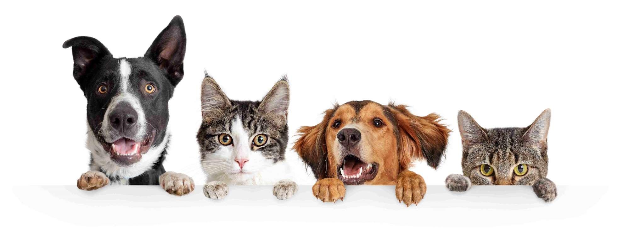Dogs and cats side by side