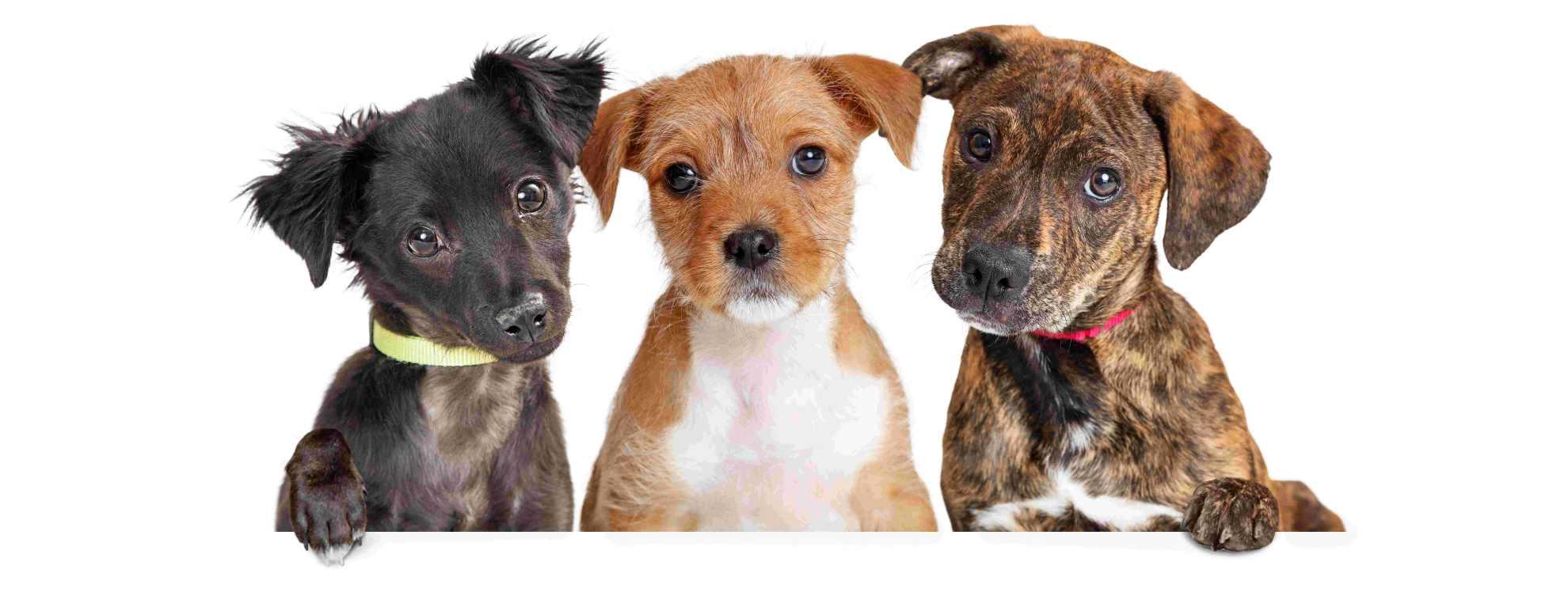 three puppies side by side 