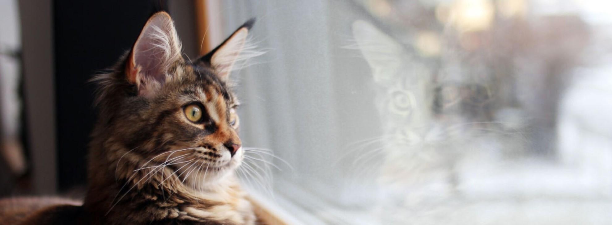 Cat looking out a window