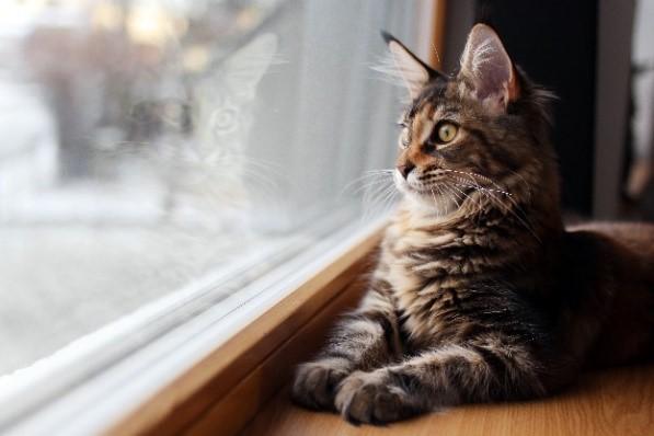 Cat by window looking outside