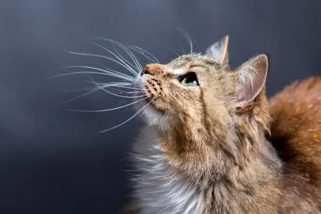 Cat looking up