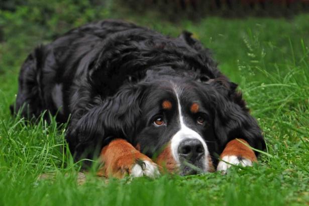 Dog laying in grass