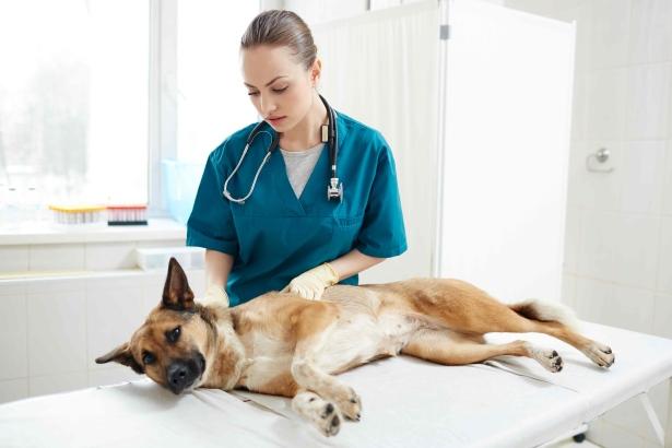 Dog getting a checkup  