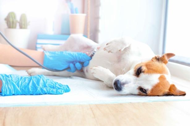 Dog getting a checkup  