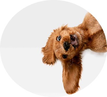 Happy dog 