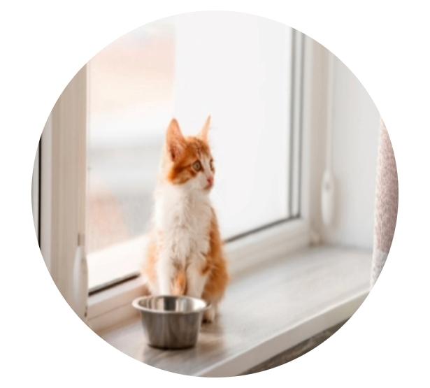 cat with feeding bowl by windowsill