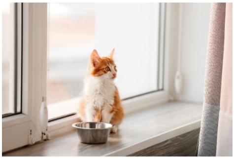 cat with feeding bowl by windowsill