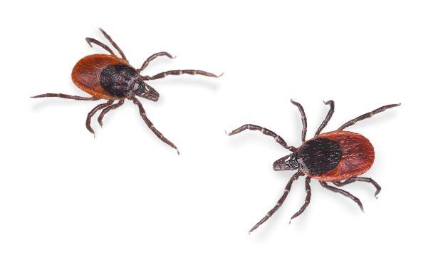 Two black legged ticks 
