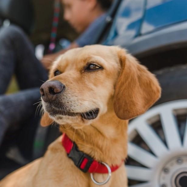 Dog beside a car