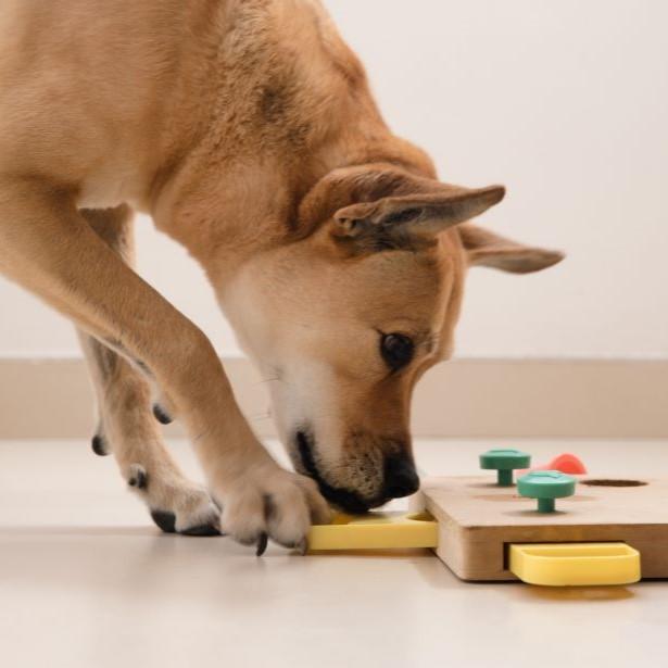 Dog playing a game