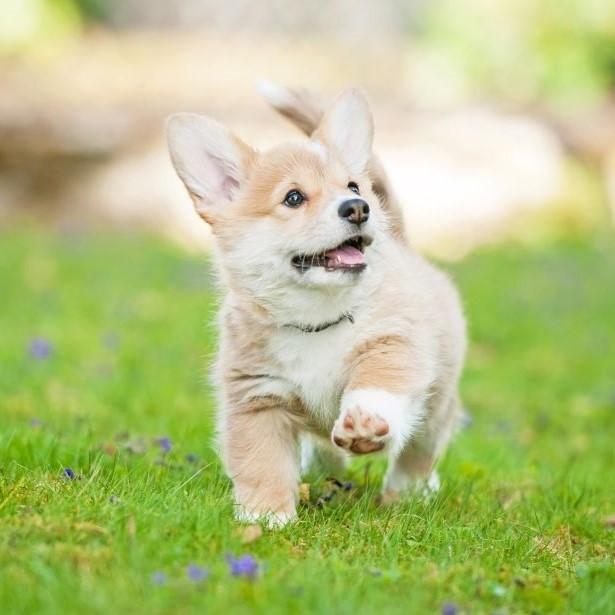 Dog walking in grass