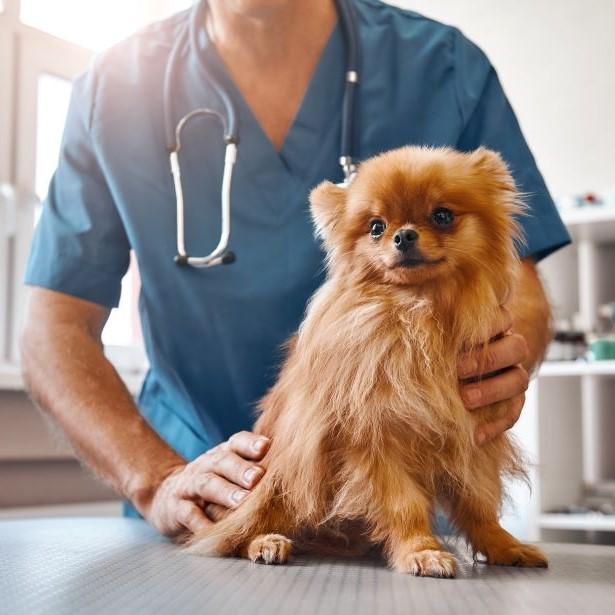 Dog on veterinarian table
