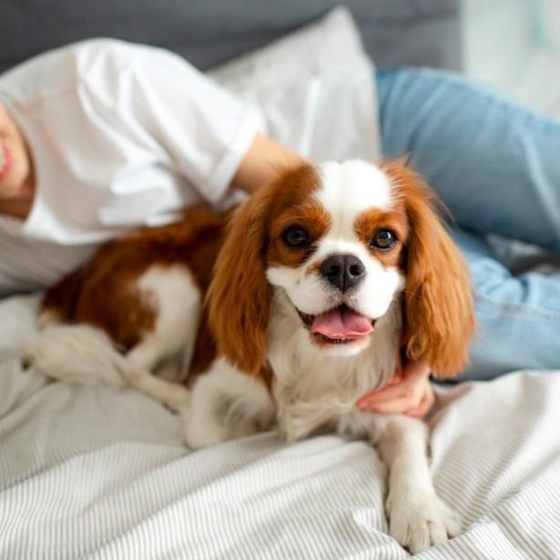 Dog sitting with owner