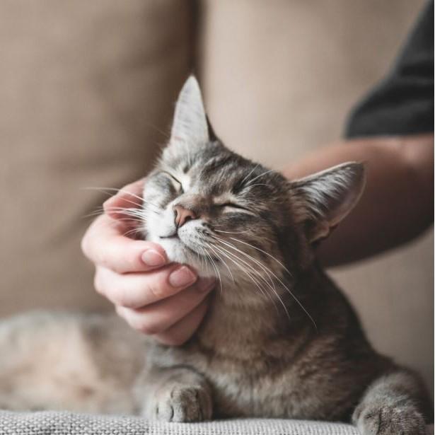 Cat being pet