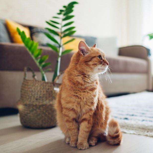 Cat sitting by a plant