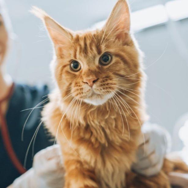 Cat at veterinary clinic