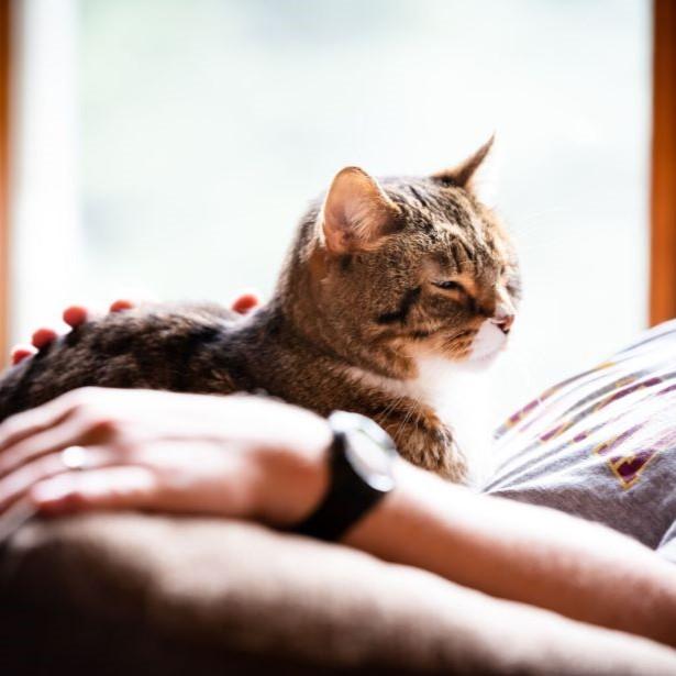 Cat on owner's lap