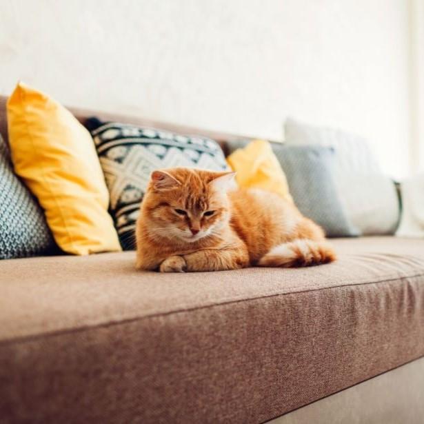 Cat on a couch
