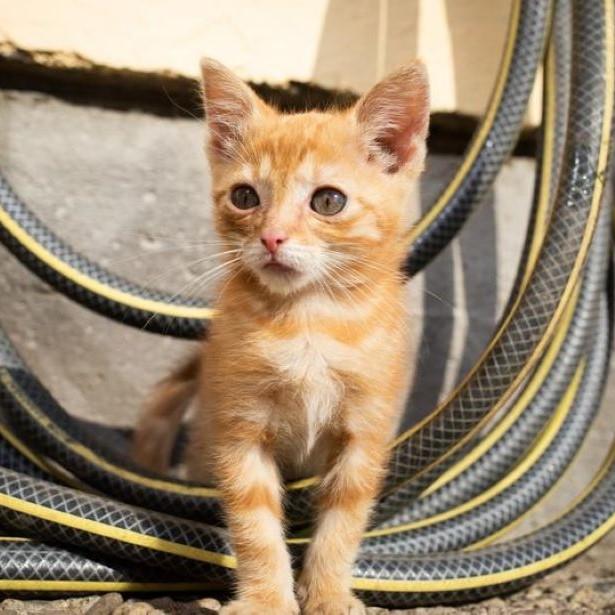 Cat sitting with a hose
