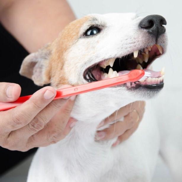 Dog getting its teeth cleaned