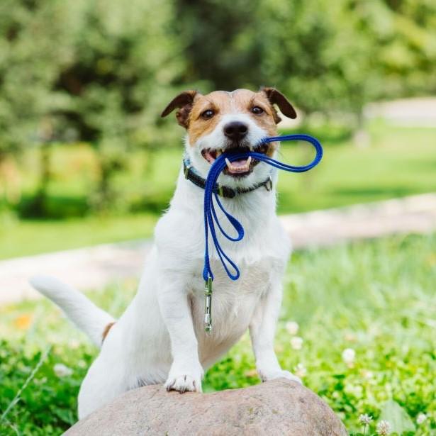 Dog with its leash