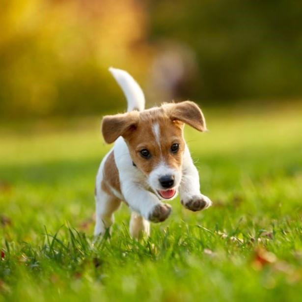 Dog running in grass