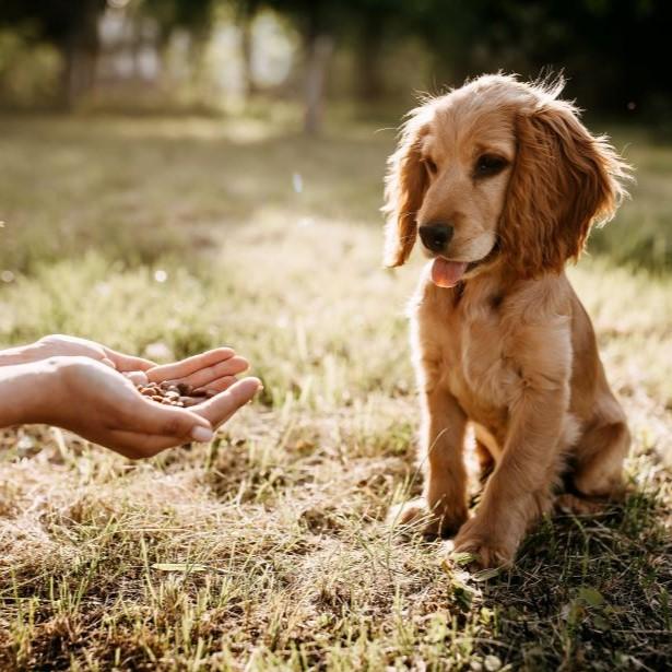 Dog receiving treats