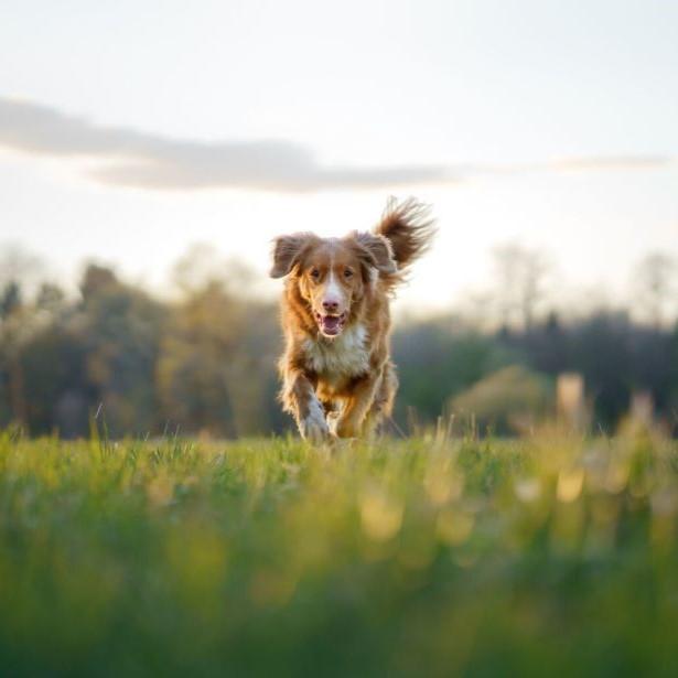 Dog running through grass