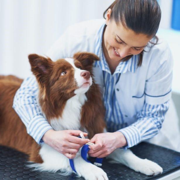 Dog at a veterinary clinic