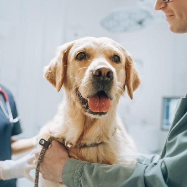 Dog at veterinary clinic